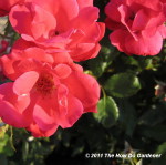 Roses_Old is New Again_FI