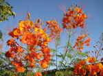 Caesalpinia pulcherrima_FI