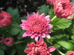 Chrysanthemums_FI Chrysanthemums_FI