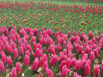 Bulbs_FI Bulbs_FI