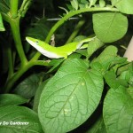 lizard on potato_1
