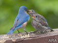 Beyond Bird Seed: The Meal Backyard Birds are Craving