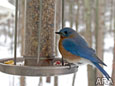 Surefire Tactics to Fill your Backyard with Birdsong this Winter