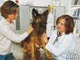Your Pet’s Health: Debunking Common Myths