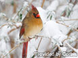 Winter Habitats for our Winged Visitors