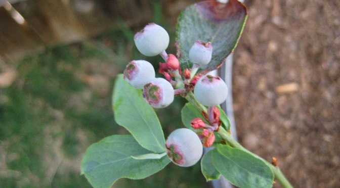 Blueberries