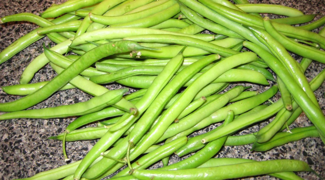 Green Beans The How Do Gardener