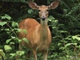 Keep Deer From Devouring Your Yard and Garden