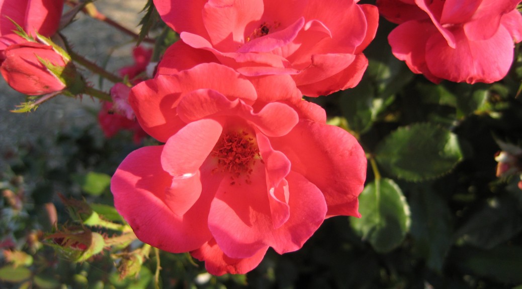 Roses: Old is New Again | The How Do Gardener