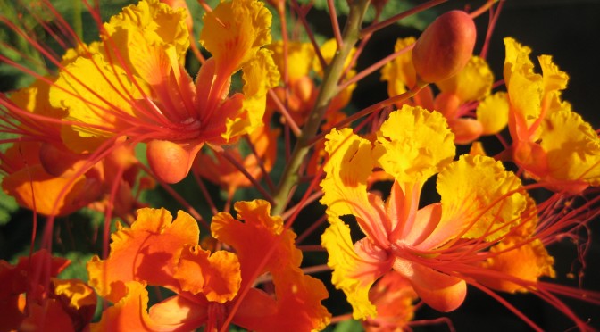 Caesalpinia pulcherrima – Putting on a Show in the Heat