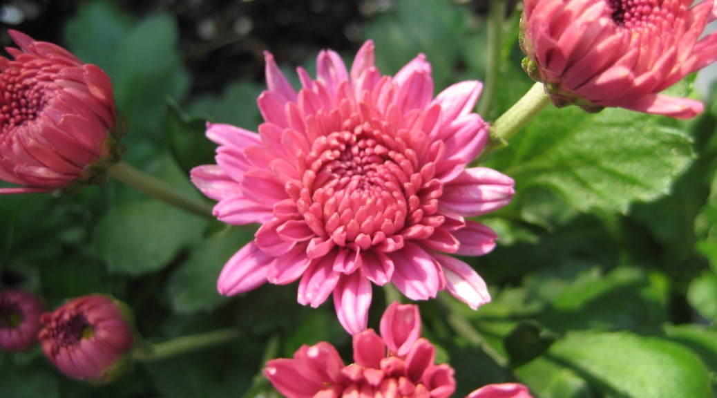Chrysanthemums A Fall Classic The How Do Gardener
