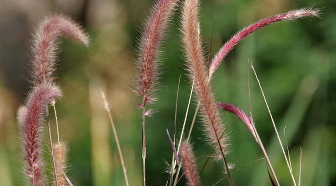 Ornamental Grasses: Adding Interest to your Landscape