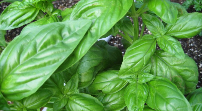 Herbs: Attractive, Tasty, and Surprisingly Useful