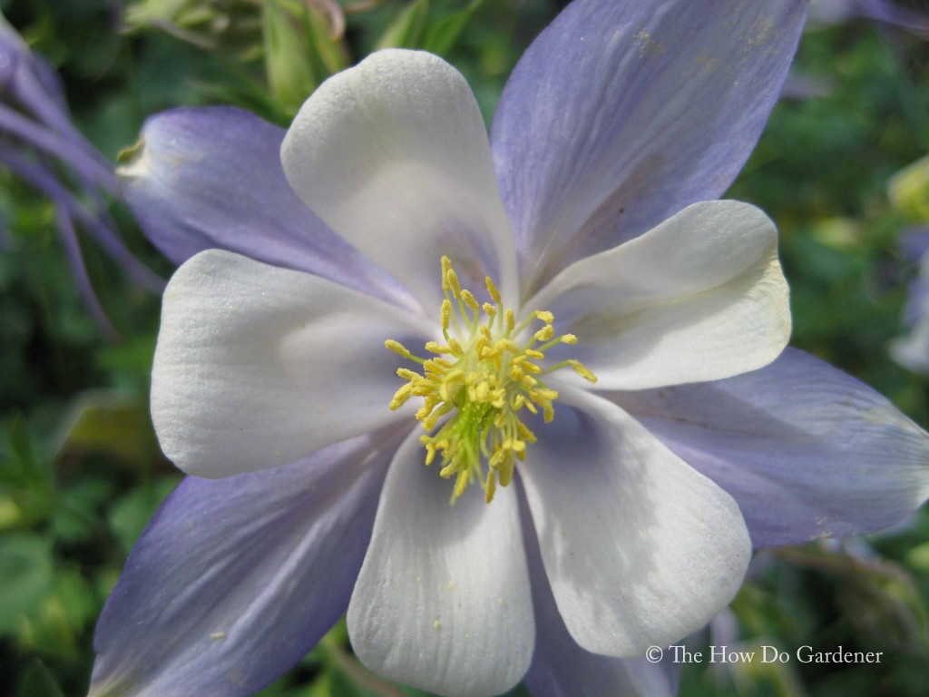 Columbine_01