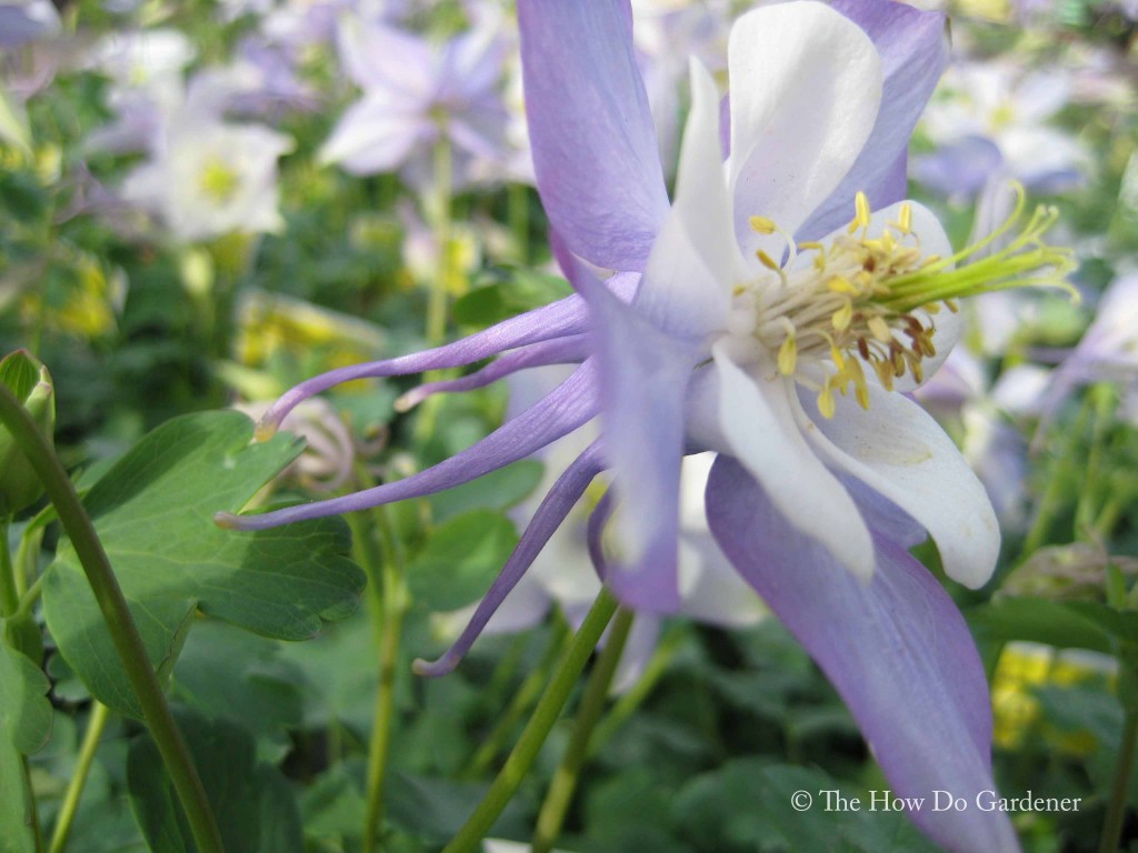 Columbine_02