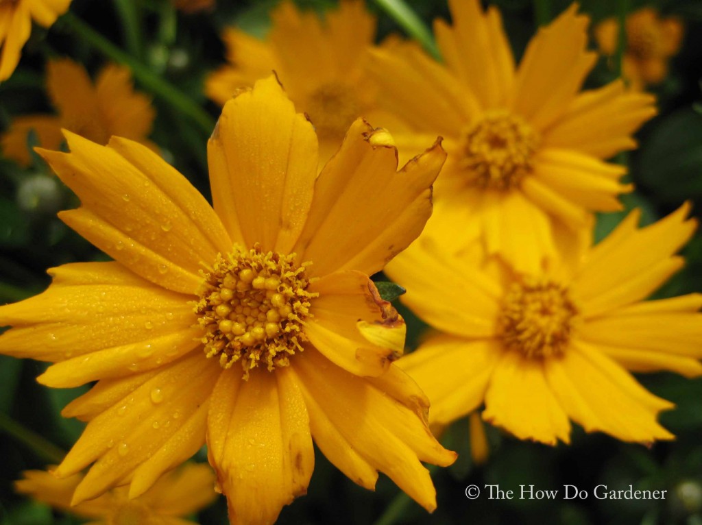 Coreopsis