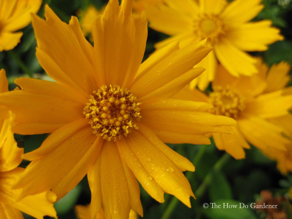 Coreopsis_02