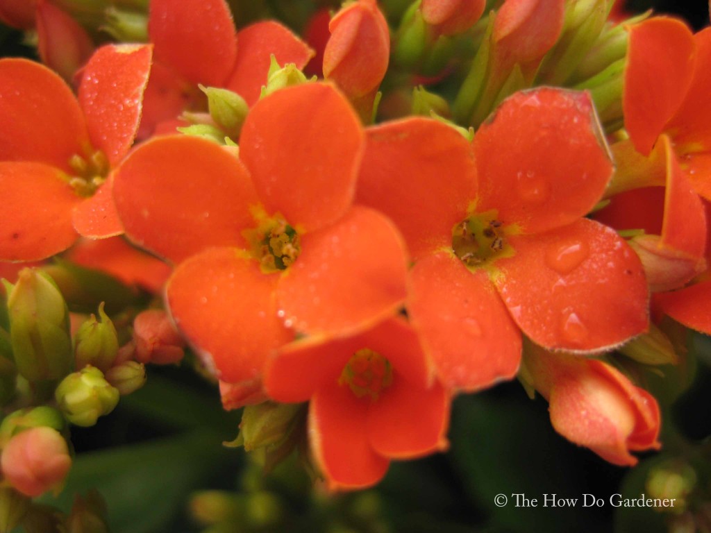 Delicate Morning Dew