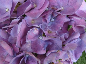 Hydrangea