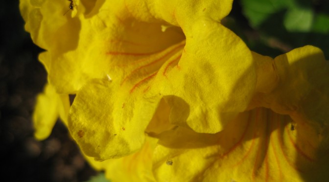 Tecoma stans – One Look Tells you Yellow Bells