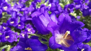 Campanula