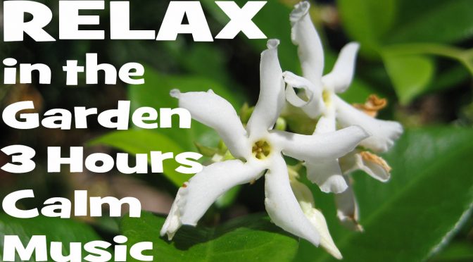 Relax in the Garden: 3 Hours of Calm Acoustic Music & Nature Scenes